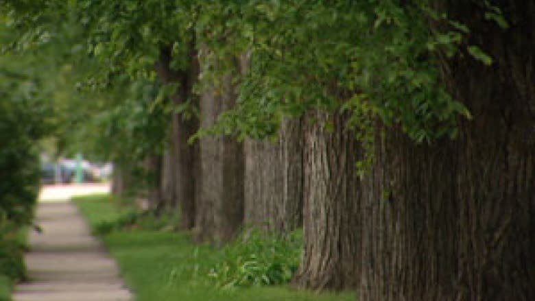 Dutch elm disease battle in Winnipeg gets boost from U of W students