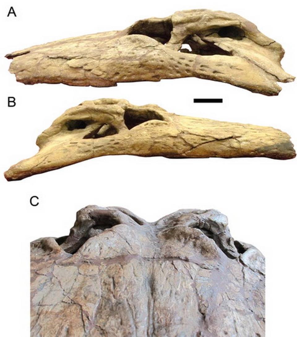 The skull of Deinosuchus schwimmeri.