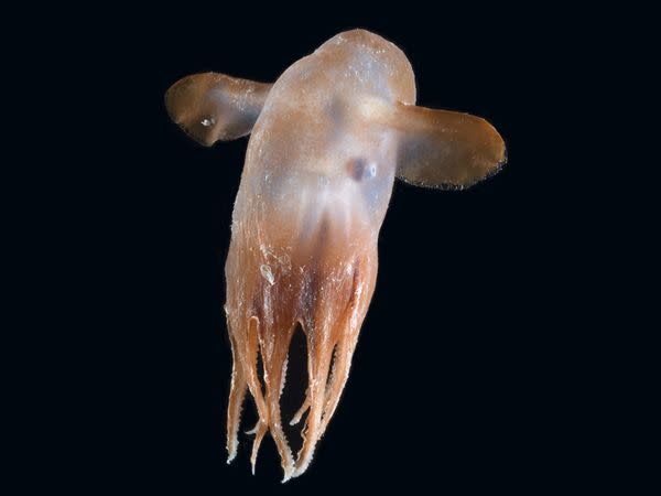 Dumbo Octopus