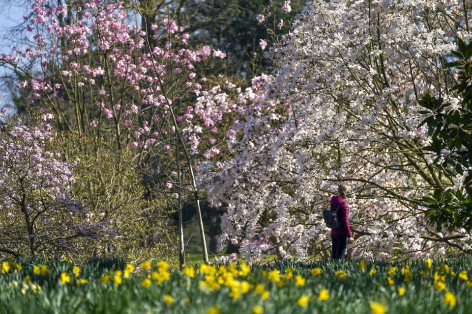 A woman looks at magnolia trees at Kew Gardens, south-west London (Steve Parsons/PA) (PA Wire)