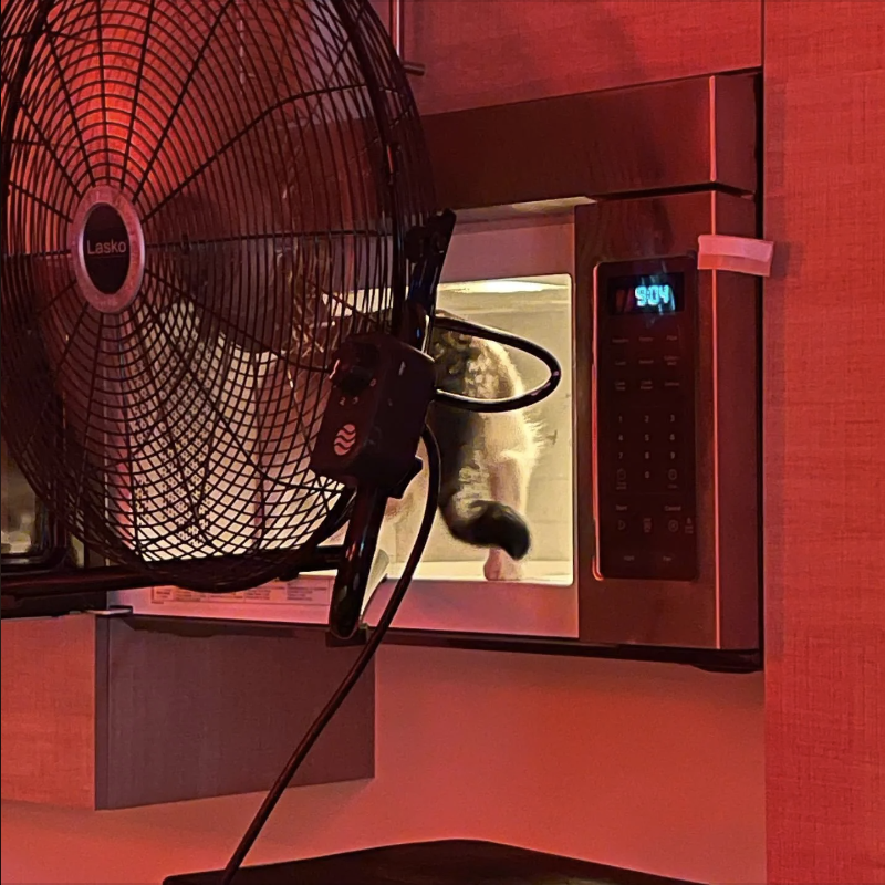 A large fan sits on a kitchen counter in front of a microwave with a dog's face pressed up against the microwave door