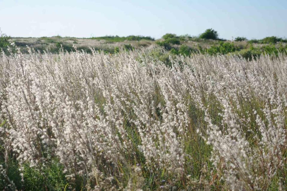 Little Bluestem (Schizachyrium Scoparium)