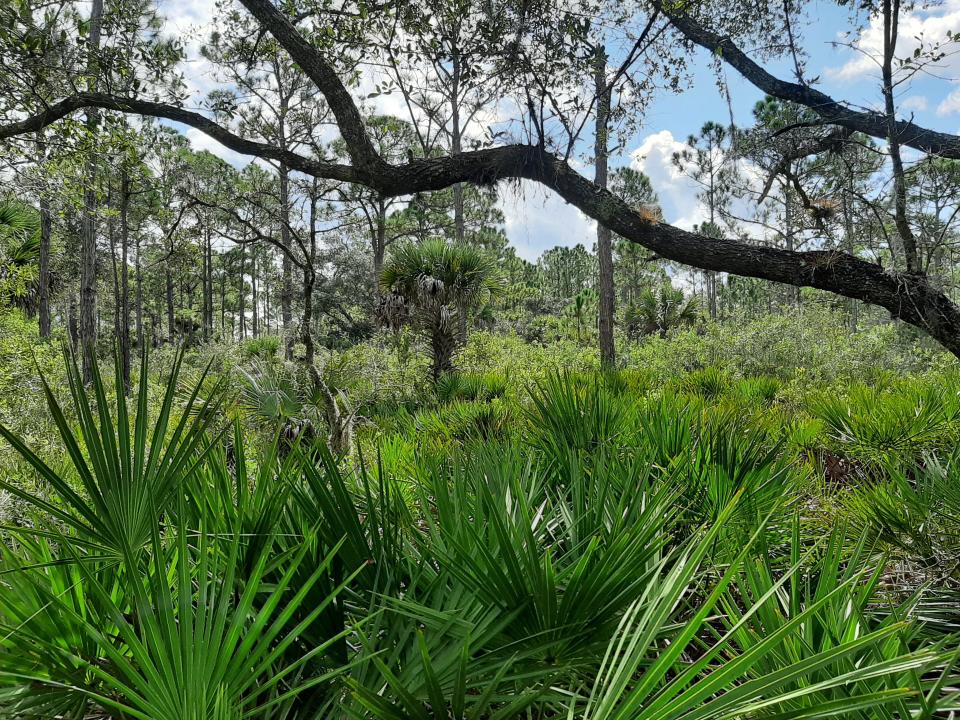 Mesic flatwood habitat located on the new 25-acre parcel purchased by Sarasota County through the Environmentally Sensitive Land Protection Program. The land is adjacent to the Myakka State Forest.