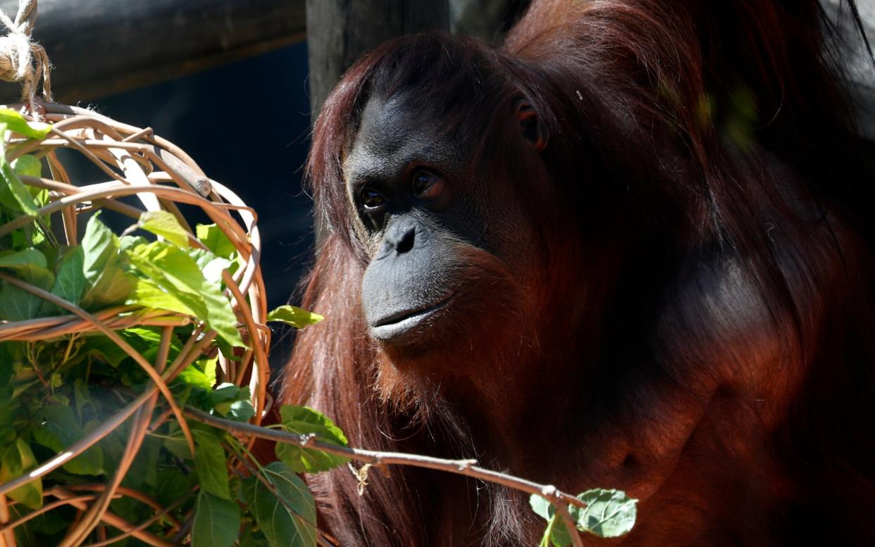 The orangutan Sandra sits in her enclosure at the former city zoo in Argentina: AP