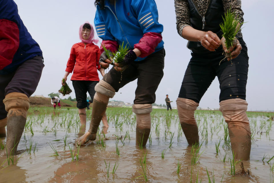 In this May 17, 2019, photo, North Korean farmers plant rice seedlings in a field at the Sambong Cooperative Farm, South Pyongan Province, North Korea. The month of May is usually the crucial rice transplanting season in North Korea, when seedlings are taken out of their beds and put into the main rice fields. UN agencies have recently warned that North Korea faces more hunger, after last year’s harvest was down, and a lack of rainfall for this year’s farming. (AP Photos/APTN)