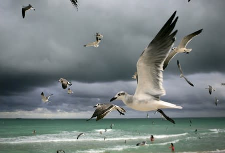 FILE PHOTO: Seagulls fly over south Miami Beach