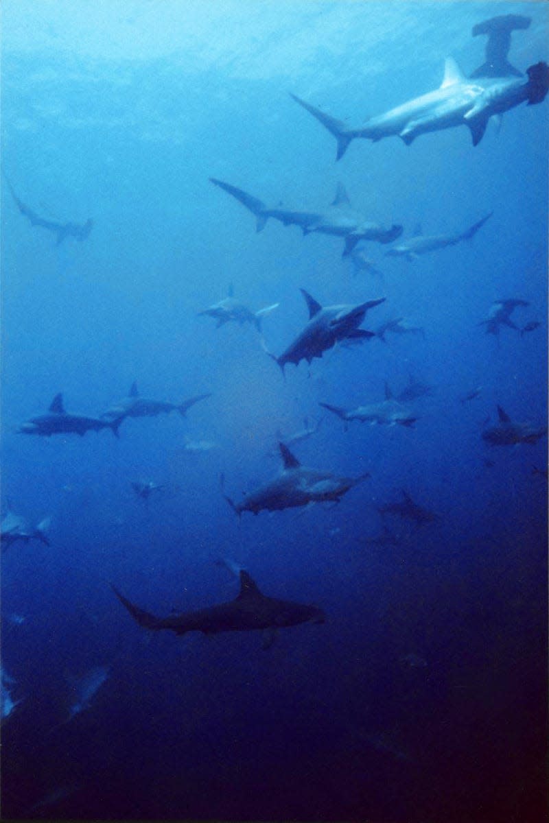 A school of scalloped hammerheads.