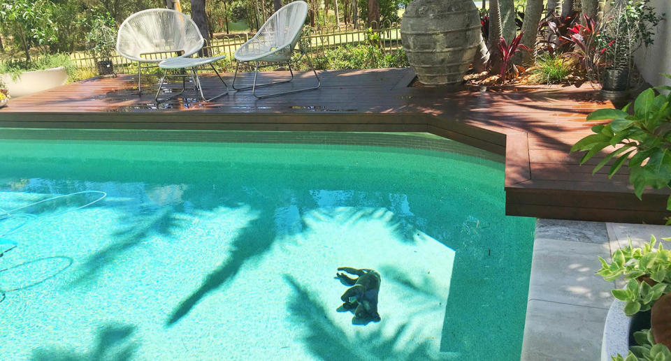 The koala was found laying motionless at the bottom of the Gold Coast pool. Source: Facebook/Wildcare Australia Inc.