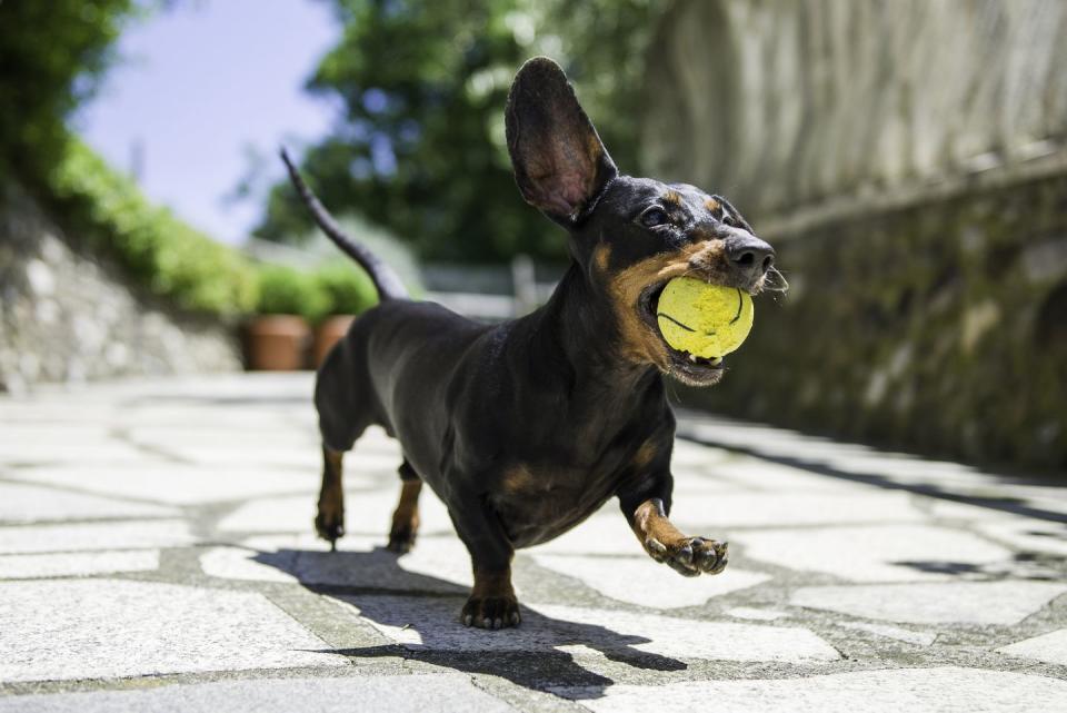 Dachshund Dog Outdoors Running Ball