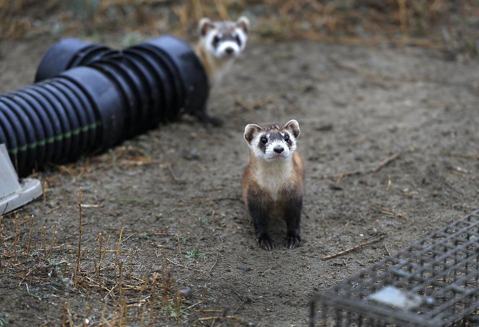 The U.S. Fish and Wildlife Service is breeding black-footed ferrets in captivity in northern Colorado. Restoring the endangered ferret is considered a key step in reviving prairie ecosystems. <a href="https://www.gettyimages.com/detail/news-photo/oct-29-there-are-48-outdoor-pre-conditioning-pens-that-news-photo/186801918" rel="nofollow noopener" target="_blank" data-ylk="slk:Kathryn Scott Osler/The Denver Post via Getty Images;elm:context_link;itc:0;sec:content-canvas" class="link ">Kathryn Scott Osler/The Denver Post via Getty Images</a>