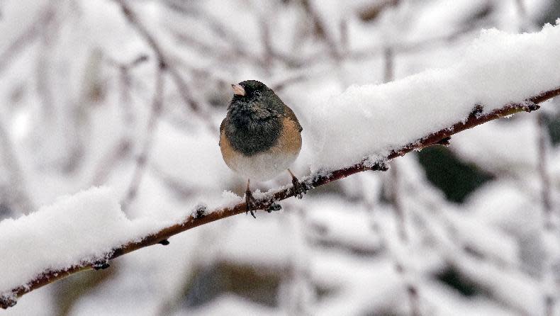 A dark-eyed junco finds room on an otherwise snow-covered branch during a winter storm moving through the area, Monday, Feb. 6, 2017, in Seattle. Seattle finally got its dose of winter weather, with an overnight storm that left snow totals of an inch to more than a foot across western Washington, causing widespread school closures Monday. More than 75,000 Puget Sound Energy and Seattle City Light customers were without power. A winter storm warning remains in effect for the greater Puget Sound Metro area. (AP Photo/Elaine Thompson)