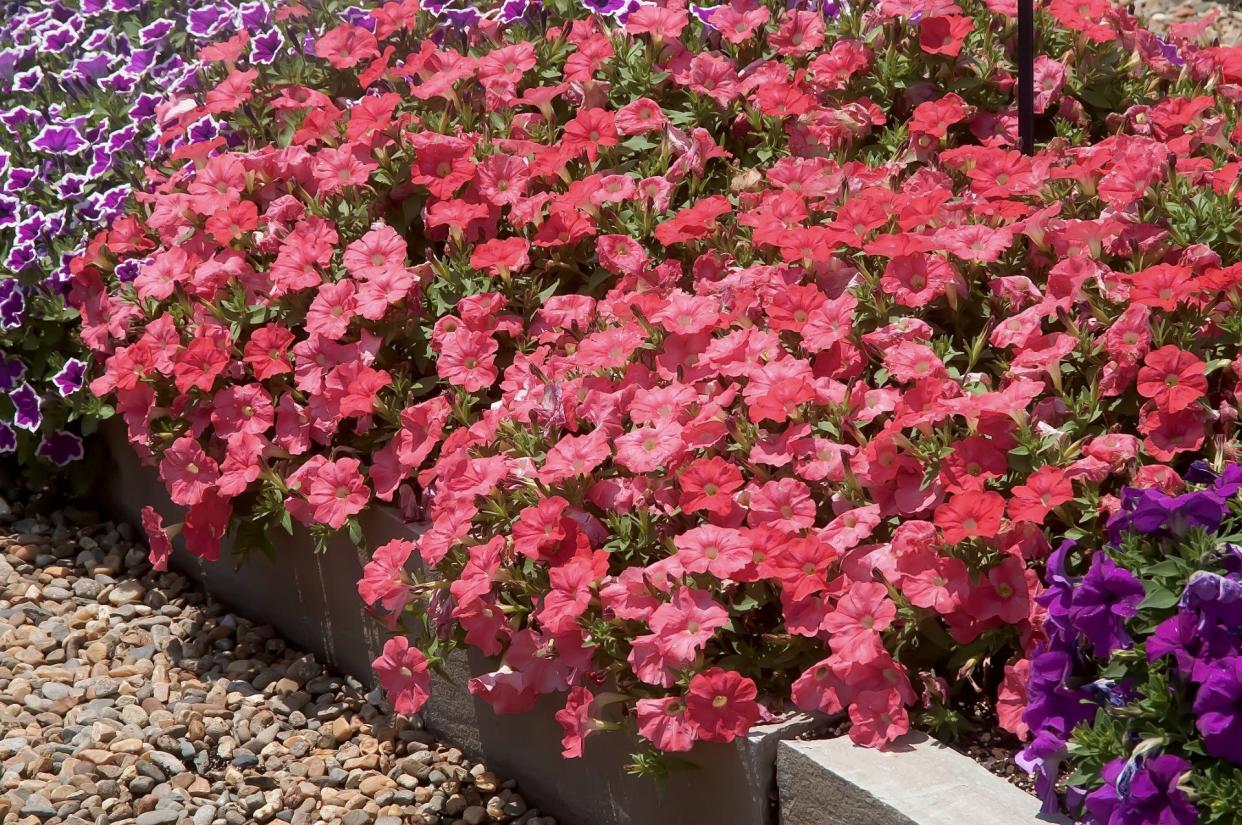 Bermuda Beach Supertunia petunia tumbles over the edge of the bed at Young’s Plant Farm 2023 Annual Garden Tour in Auburn, Alabama.