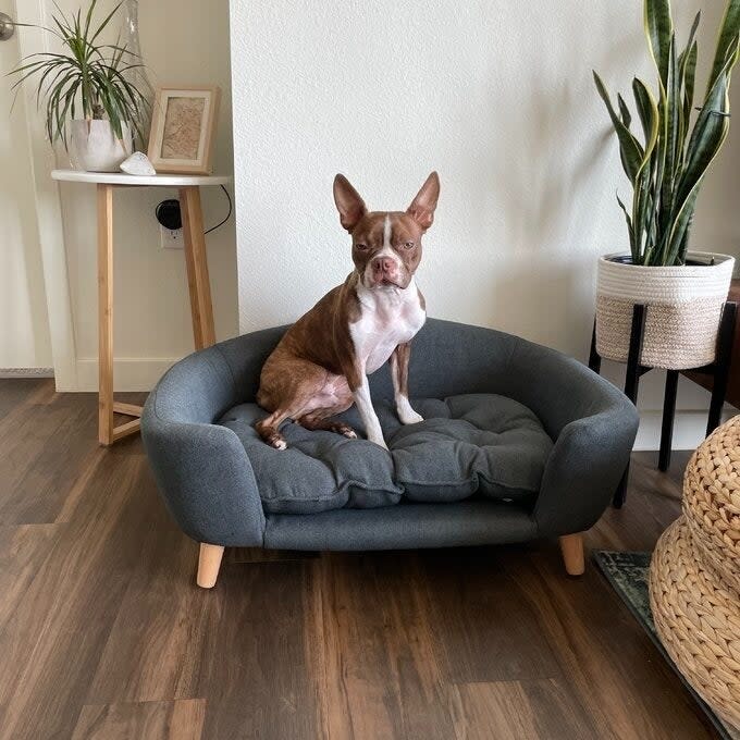 Dog sitting on a modern pet-sized sofa