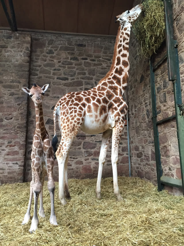 Rare baby giraffe born at Chester Zoo