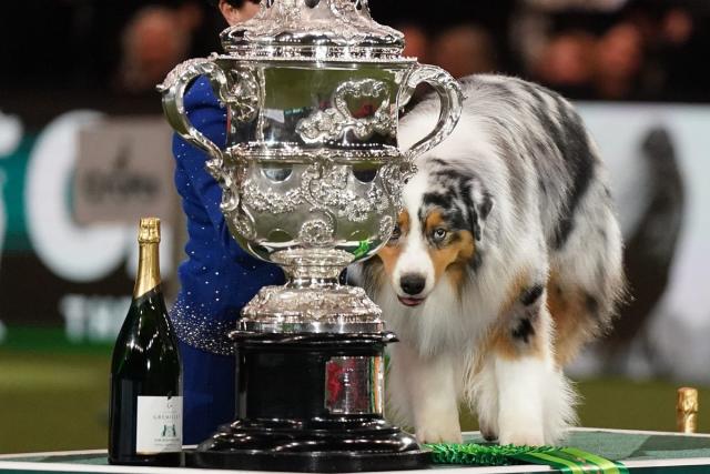 which dog won best in show at crufts 2019