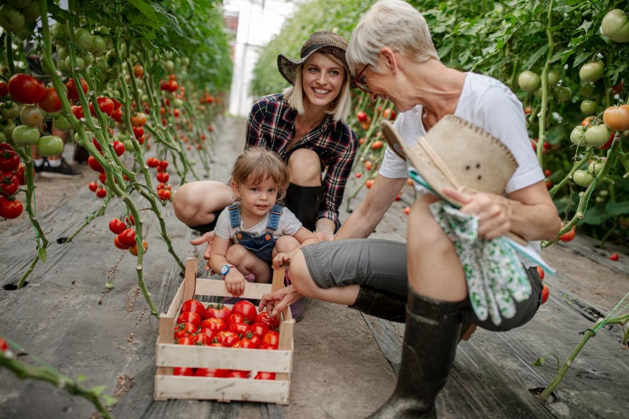 Family harvesting tomatoes