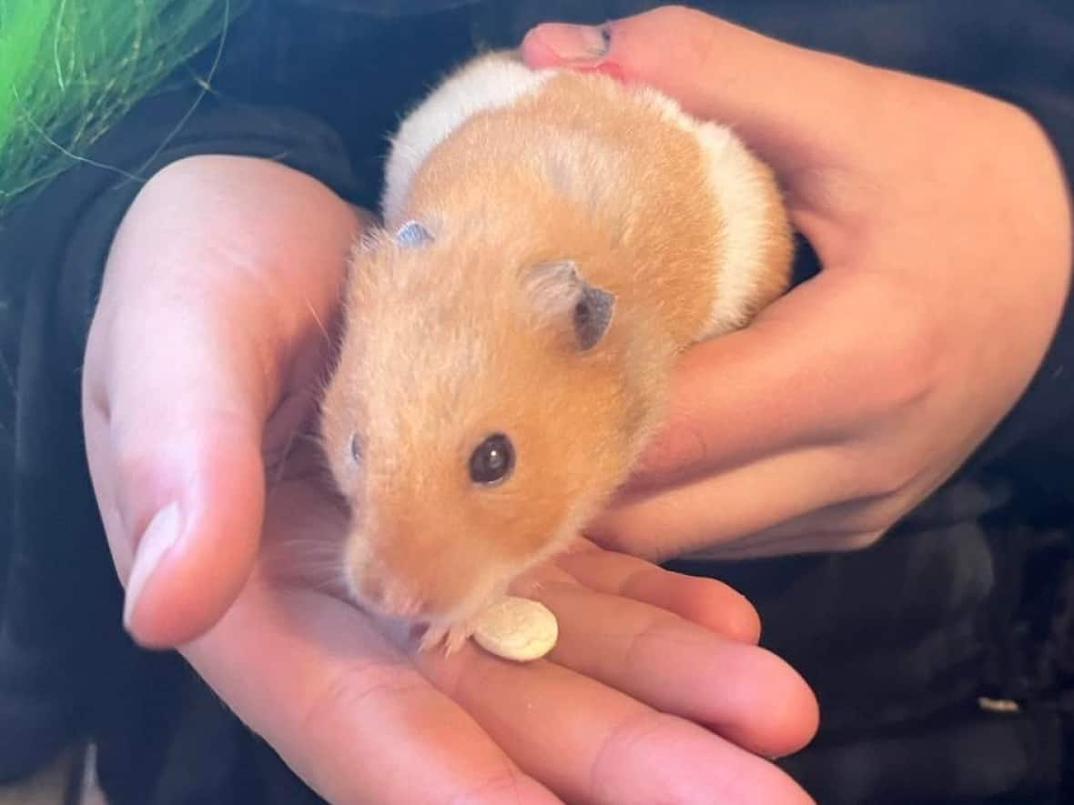 Andy the hamster lives in Whitehorse. A year ago, he went missing from his cage and was later found at a recycling depot. (Melissa Croskery - image credit)