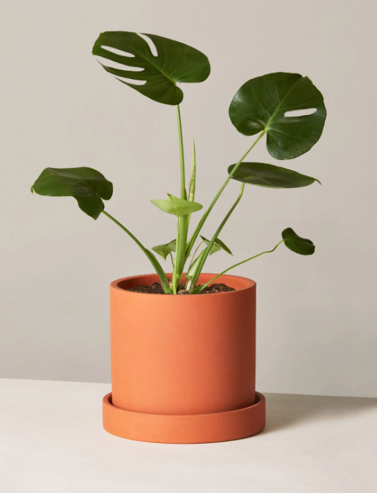 This "Swiss Cheese" plant is 50% off on TheSill.com for Black Friday. (Photo: TheSill.com)