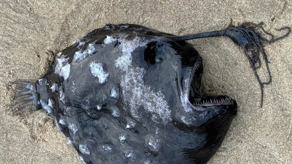 A rarely seen Pacific footballfish was found along the coast of Oregon. The fish usually live thousands of feet below the ocean's surface, and only a few dozen have been recorded worldwide.  / Credit: Seaside Aquarium