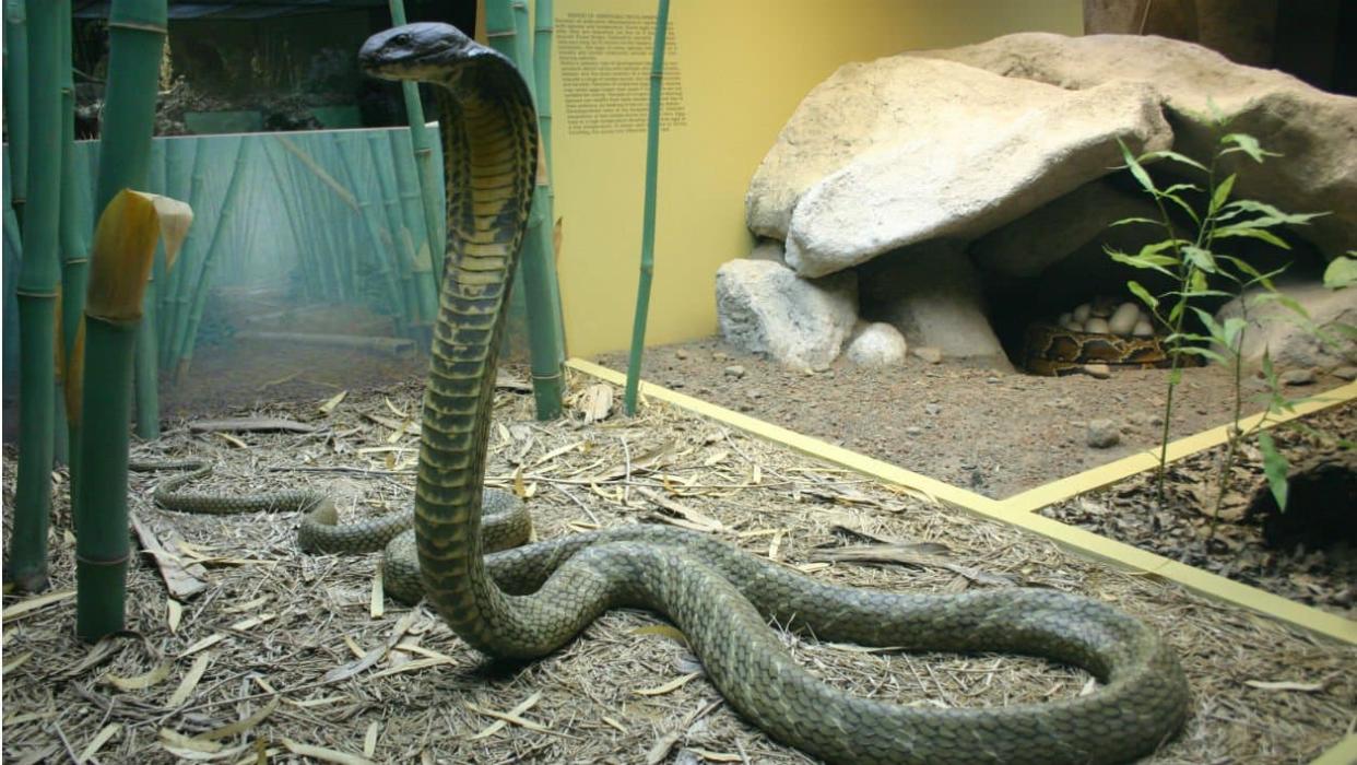 Le Britannique Ian Jones a été mordu par un cobra royal, en Inde. (Photo d'illustration) - Ryan Somma - Flickr