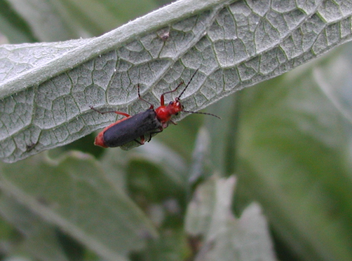 A soldier beetle is a beneficial insect that cleaned out the aphids on this artichoke plant.