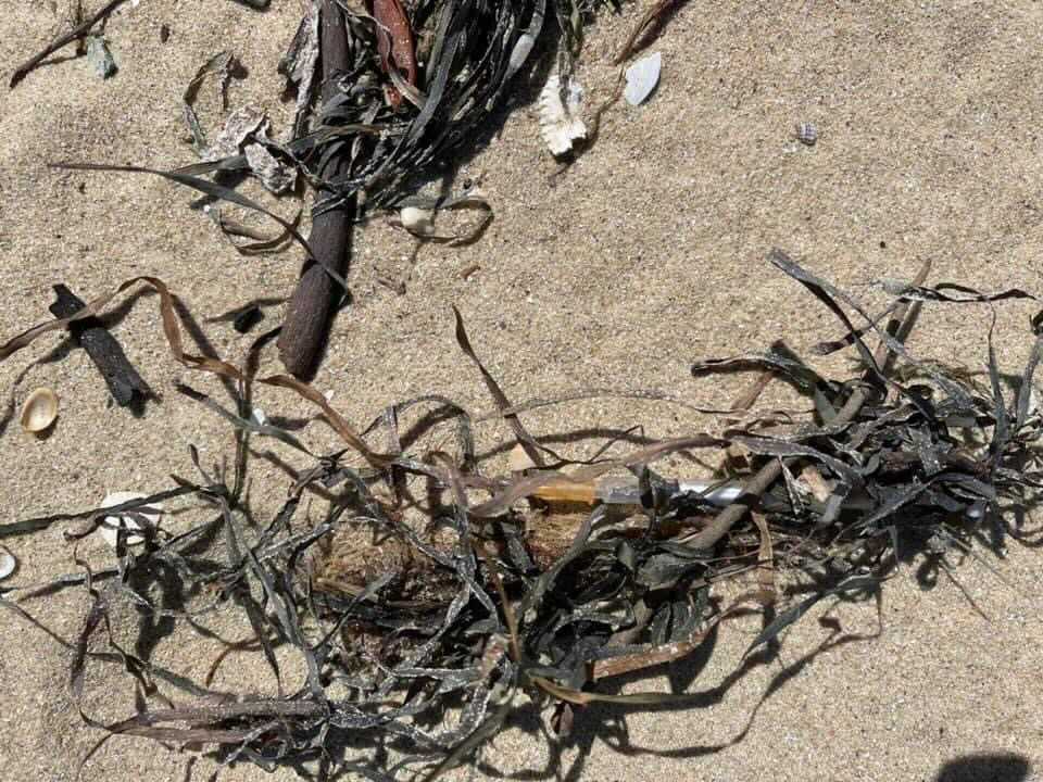 A photo of a syringe hidden by seaweed on a beach.