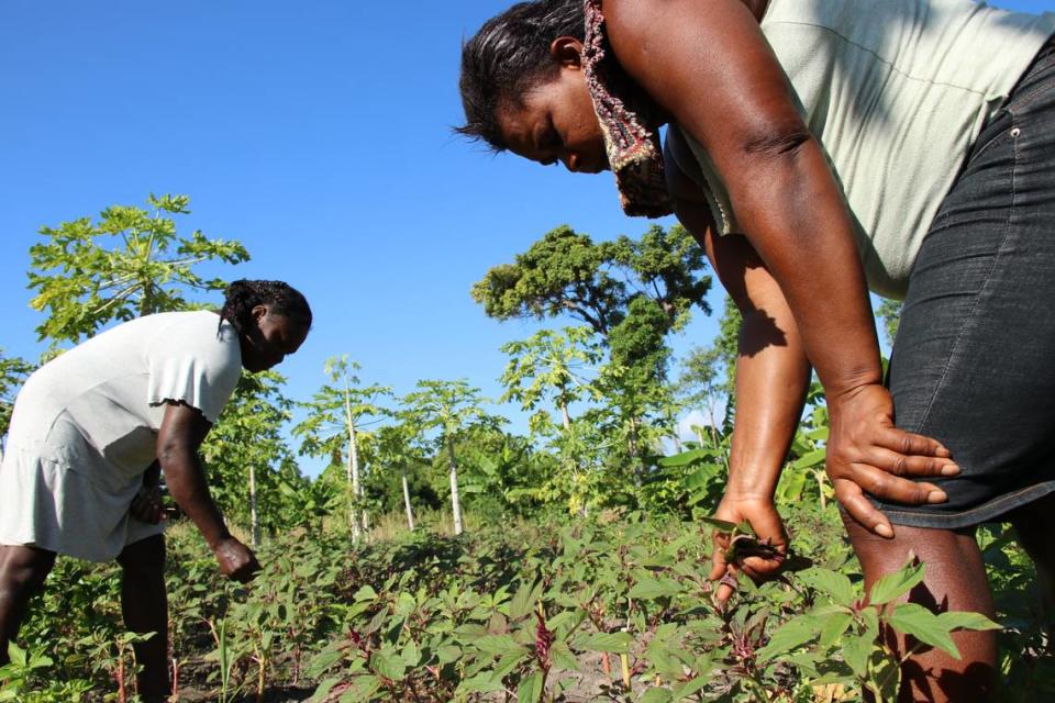 Osena Previlon, 42, is a mother of two who grows vegetables in Haiti’s Central Plateau area, close to the town of Gonaives. She shares the responsibility of the fields with other farmers and they share the harvests. Osena is member of a group of 250 men and women small holder farmers working with a local World Food Program partner to provide fresh food for the school feeding program.