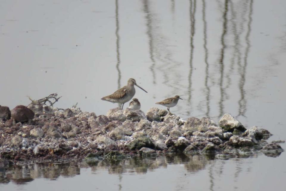 Aves en Lago de Texcoco