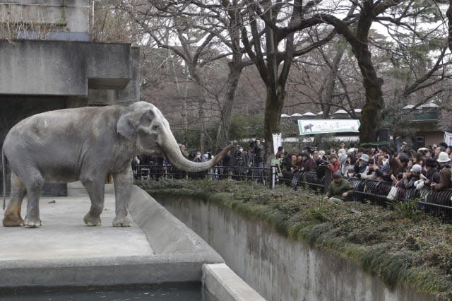 Petition launched to save elephant trapped in 'concrete prison' for 66 years