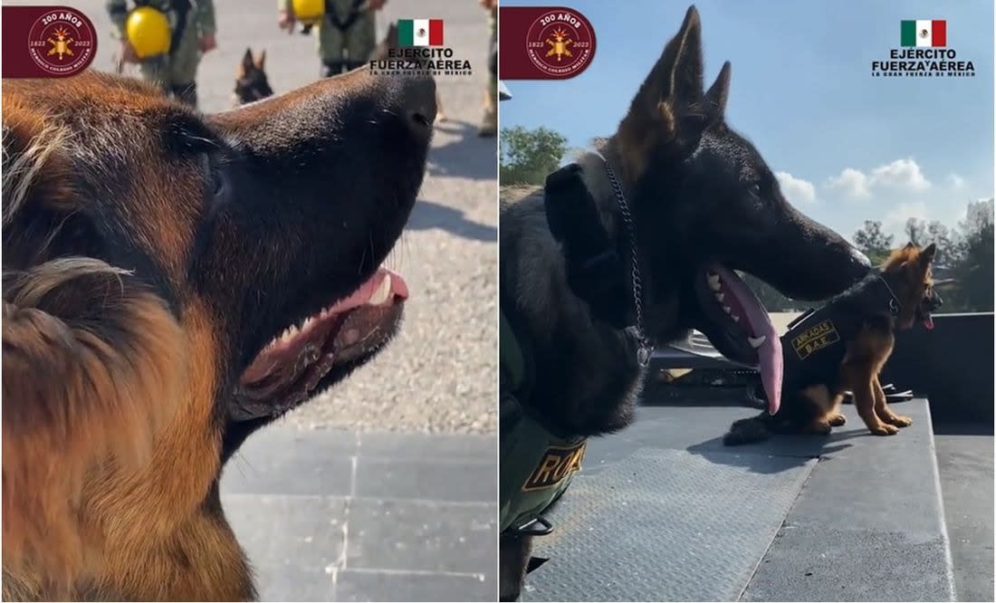 Arkadas, perrito que Turquía regaló a México, participa en desfile militar este 16 de septiembre