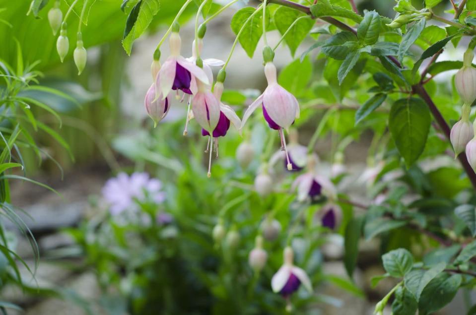 <p>Also known as hardy fuchsia (<em>Fuchsia magellanica), </em>this species is a hummingbird magnet. Grow it as a perennial shrub or in a container or hanging basket.</p><p><strong>Plant in dappled sunlight or part shade (it's even okay in full sun in areas that are not too hot). Recommended for zones 6 to 9, though some <a href="https://www.seattletimes.com/pacific-nw-magazine/beautifully-bright-hummingbird-magnets-put-the-hardy-in-hardy-fuchsias/" rel="nofollow noopener" target="_blank" data-ylk="slk:hybrids can survive colder temps" class="link ">hybrids can survive colder temps</a>.</strong></p>