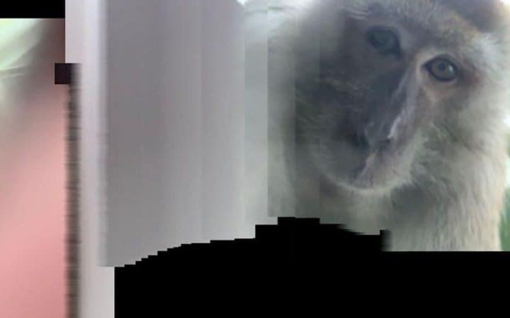 A photo of a monkey Mr Zackrydz says he found on his phone  - Twitter