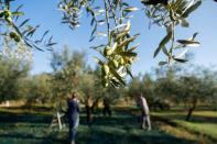 Olive trees are seen during harvest at Manenghetti farm in Bale