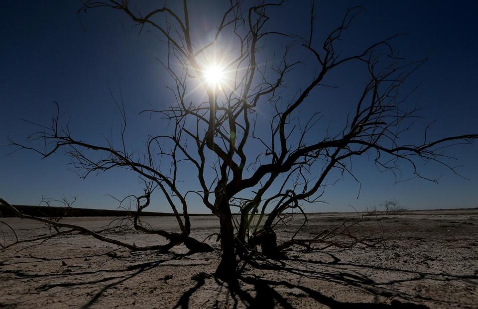 Dead brush pops out of a dry salt marsh