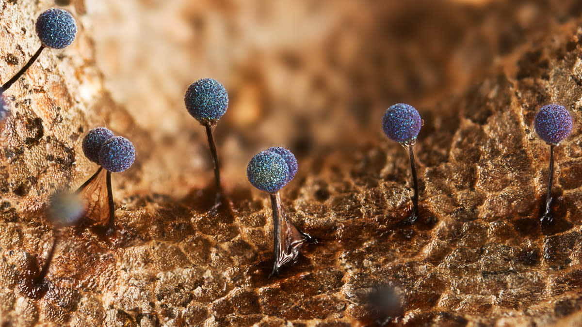  Martian landscape by Irina Petrova Adamatzky: plasmodial slime mold, Lamproderma scintillans, populating the surface of a decomposing autumnal leaf. 