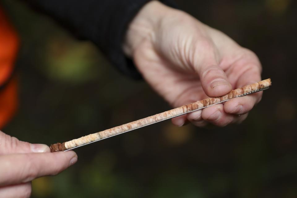 Christine Buhl, a forest health specialist for the Oregon Department of Forestry, holds a tree core from a dead western red cedar, showing healthier rings toward the right of the sample and more drought-affected rings to the left, at Magness Memorial Tree Farm in Sherwood, Ore., Wednesday, Oct. 11, 2023. (AP Photo/Amanda Loman)