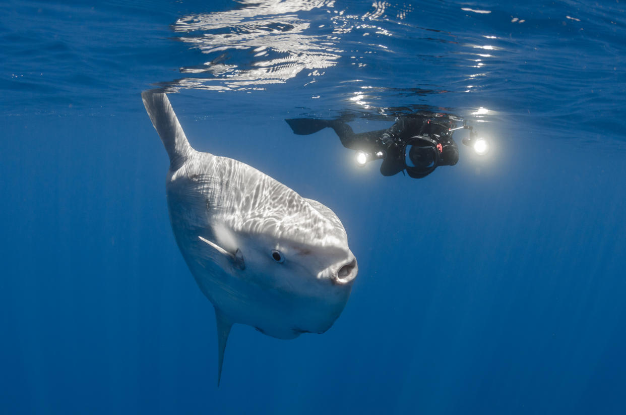 A rare species of sunfish washed up on a California beach last week, markingthe first time one has been observed in the Northern Hemisphere, researcherssaid Wednesday