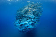 PIC BY OCTAVIO ABURTO / CATERS NEWS - (PICTURED The fish gather together to make a huge ball of fish) - Smile - its the school photo! This is the hilarious moment a marine photographer managed to capture hundreds of wide-eyed fish apparently posing for a picture. Californian photographer and conservationist Octavio Aburto had spent years photographing the school in Cabo Pulmo National Park, Mexico - and had been trying to capture this exact shot for three years. The Bigeye travellies fish gather in their thousands in the oceans during courtship.