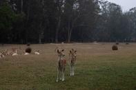 Deer are seen at the Mogo Zoo in Australia