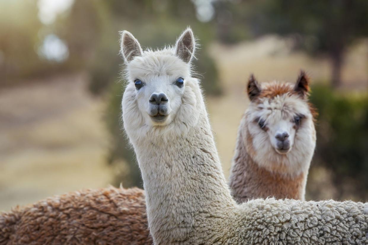 Close up portrait of a cute alpaca’s