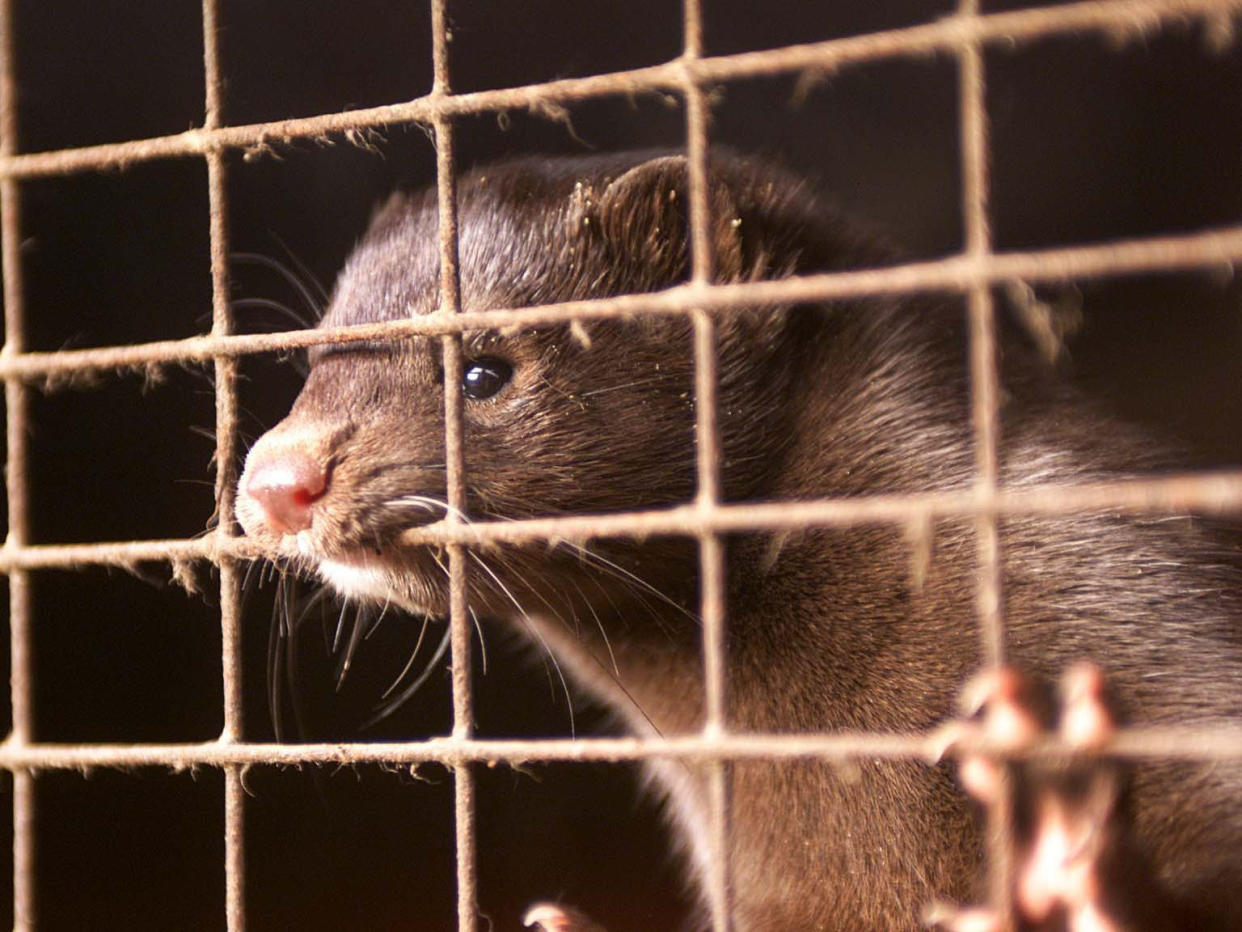 Up to 6,000 mink were released into the Hampshire countryside in 1998: PA Archive/PA Images