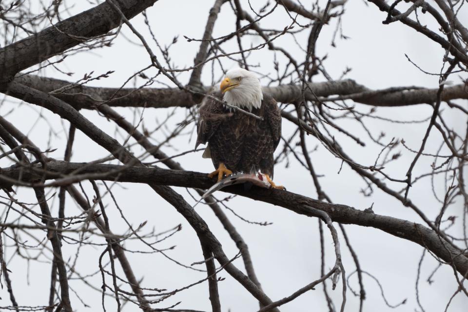 An adult bald eagle eats a fish it caught Friday from the waters next to the DTE Energy Monroe Power Plant.