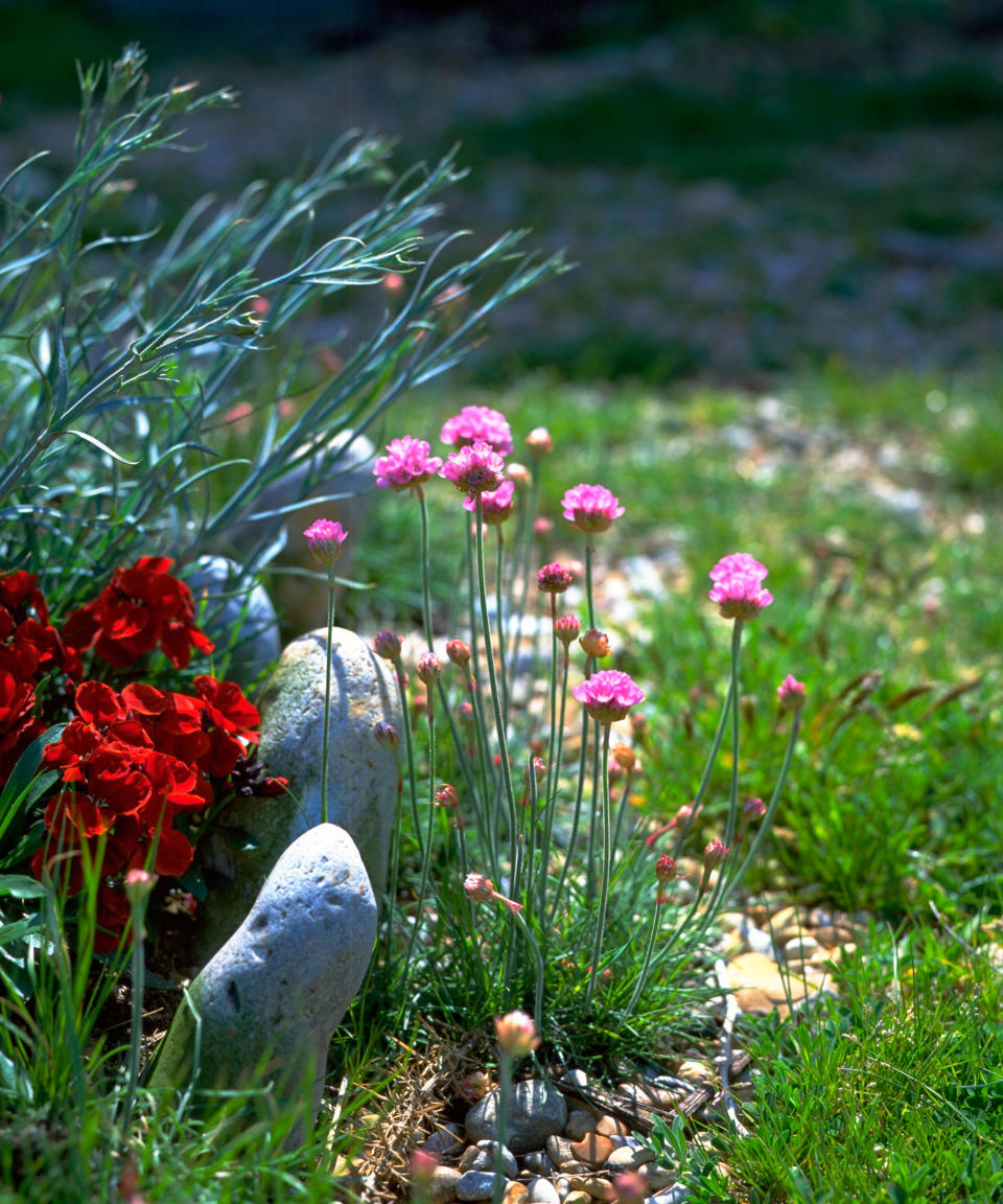 12. Invest in hardy 'seaside' plants