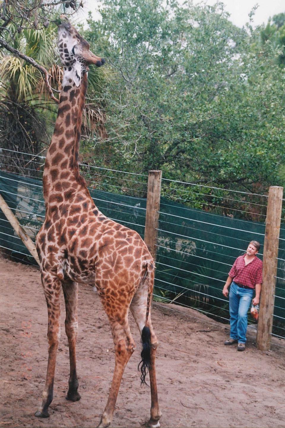 Rafiki was known for greeting his keepers each morning and following them around the habitat.