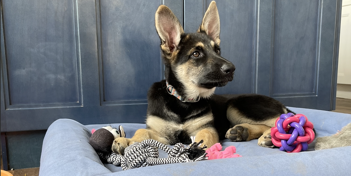 german shepherd dog bed