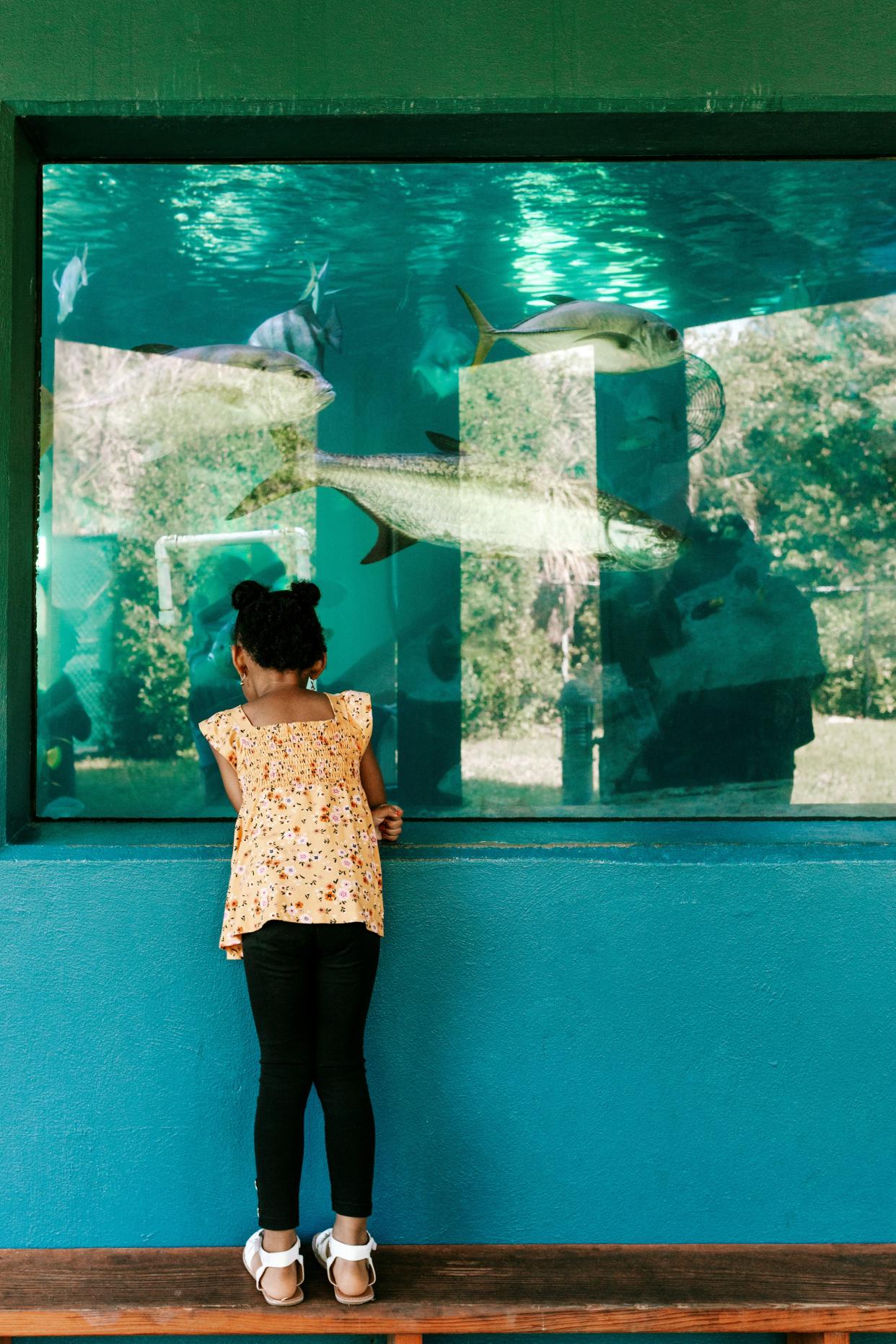 Explore nature and local marine life this weekend at Gumbo Limbo Nature Center in Boca Raton.