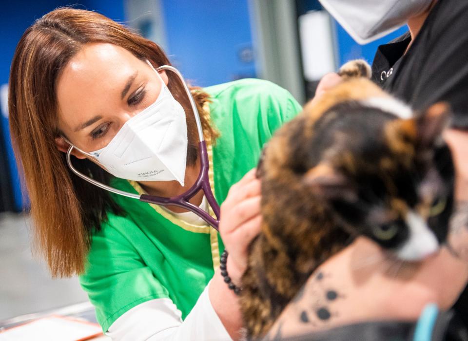 Dr. Sarah Nichol listens to Rey’s chest at the Monroe County Humane Society’s Nonprofit Veterinary Clinic and Outreach Center on Wednesday. (Rich Janzaruk / Herald-Times)