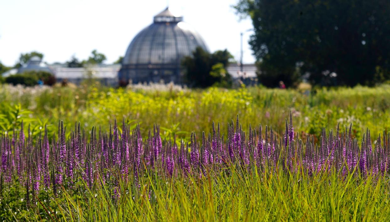 A field of flowers at the Oudolf Garden on Belle Isle in Detroit on Friday, June 17, 2022. A variety of pollination insects from bumblebees to honey bees visit this all day long.