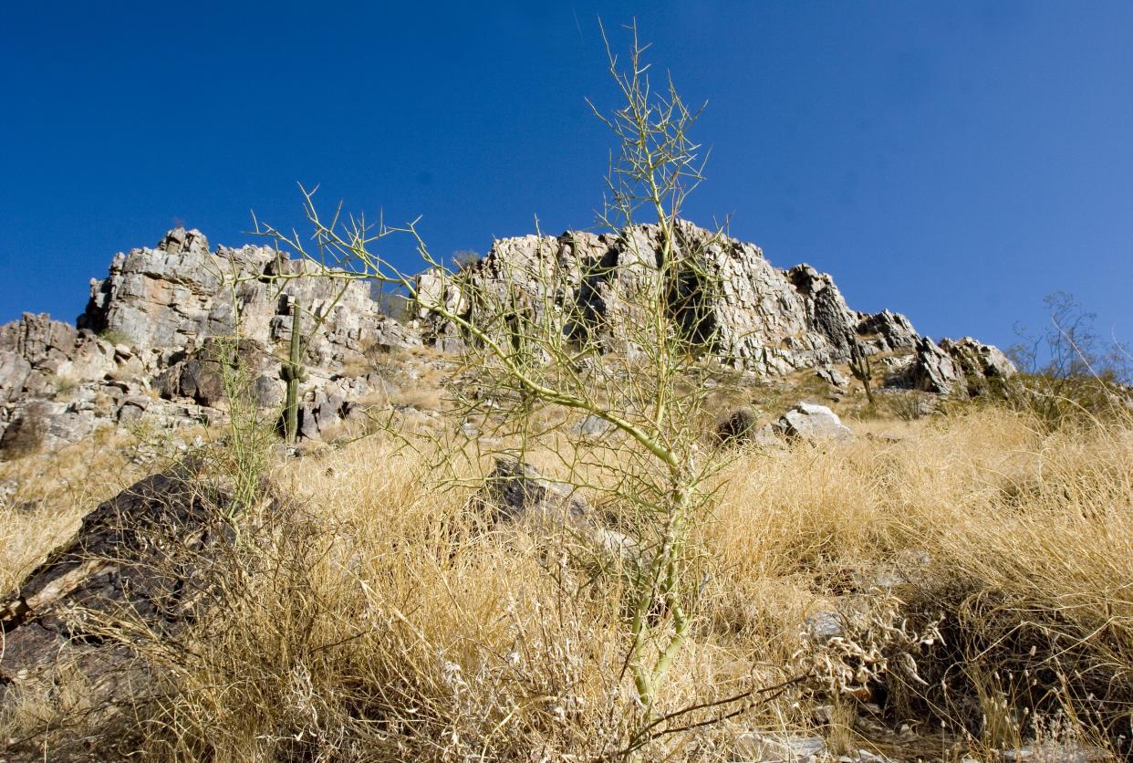 Buffelgrass is choking out many native plants at Piestewa Peak Park and other parts of the state.
