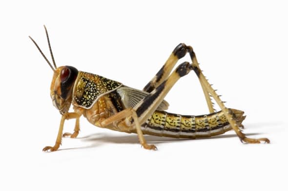 Locust (Acrididae family), close-up, side view